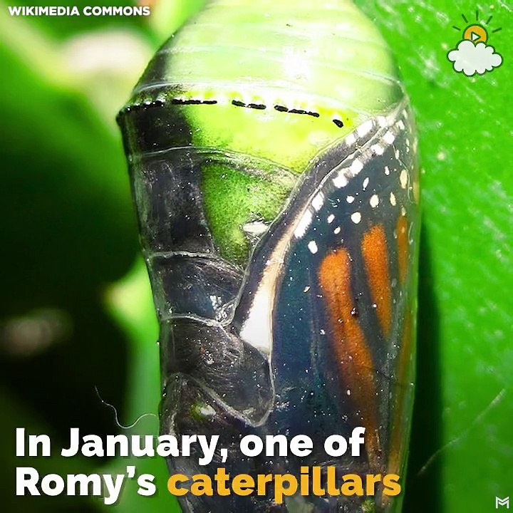 This butterfly with a damaged wing had a bleak future until his caretaker taught herself how to repair it