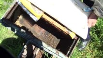 Bursa’da arı ölümleri artarak devam ediyor