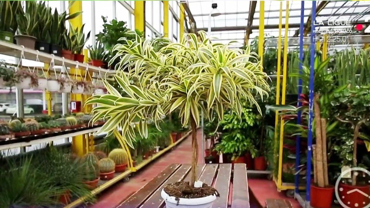 Jardin - Du panache pour les plantes d’intérieures