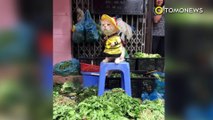 Kucing penjual ikan lucu, babi hutan masuk ke masjid - Kompilasi TomoNews Minggu Ini