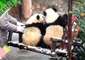 Delighted Pandas Enjoy Their Snow Day on a Swing