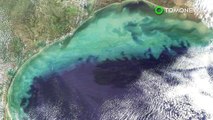 Zona mati: zona mati Teluk Meksiko butuh beberapa dekade untuk  pulih - TomoNews