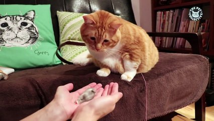 Magic Tricks and Magic Pets