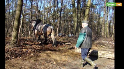 Marcel avait la passion des chevaux de trait