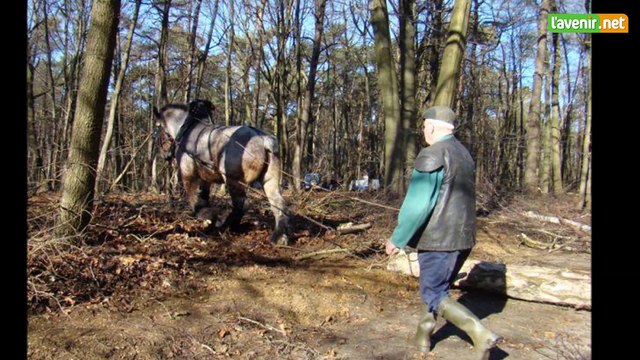 Marcel avait la passion des chevaux de trait