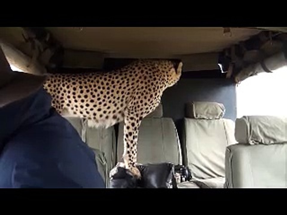 guepard