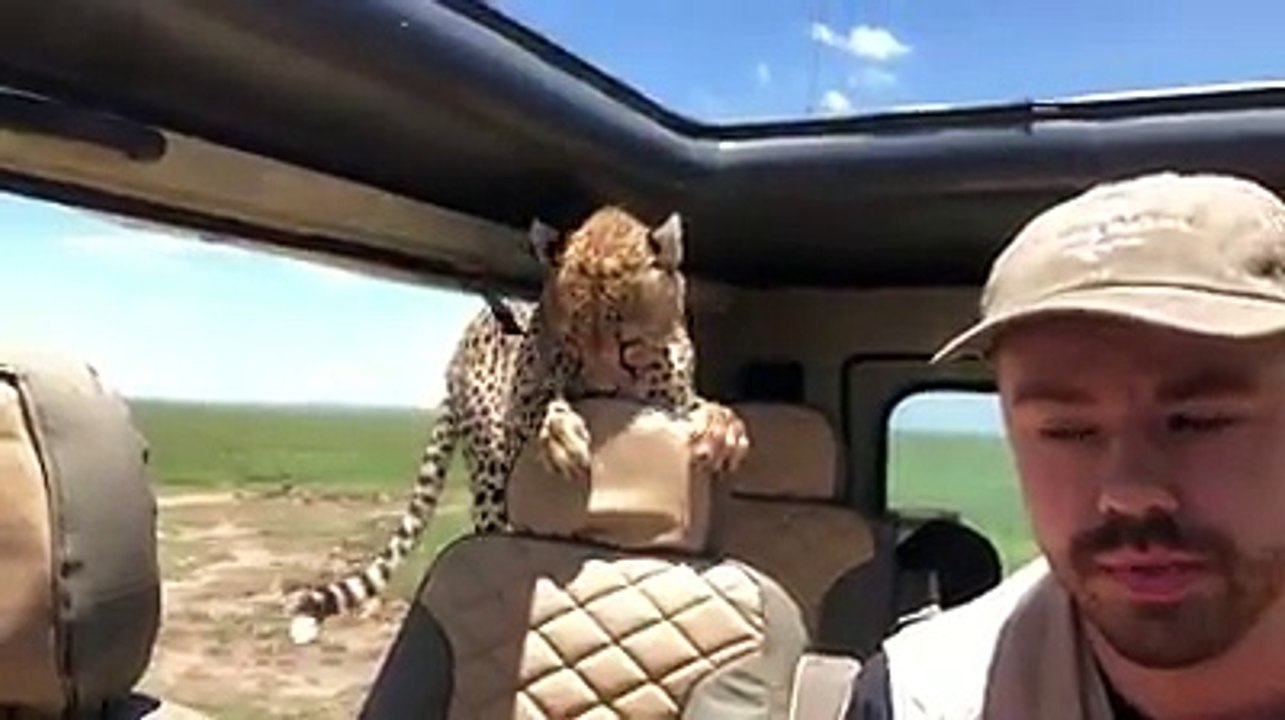 Un guépard se faufile derrière lui