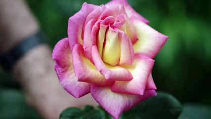 [EXTRAIT 3] « L’important, c’est la rose » : Michel