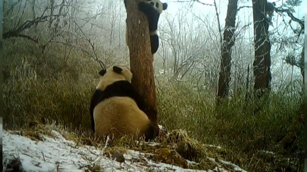 China: Wilde Pandas gesichtet