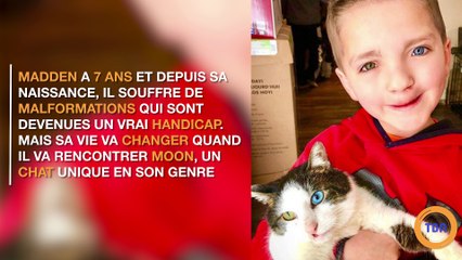 La jolie amitié entre un petit garçon et un chat