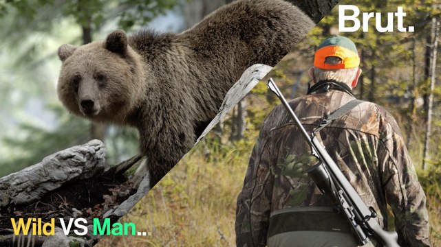 Les ours ont une nouvelle tactique pour échapper aux chasseurs