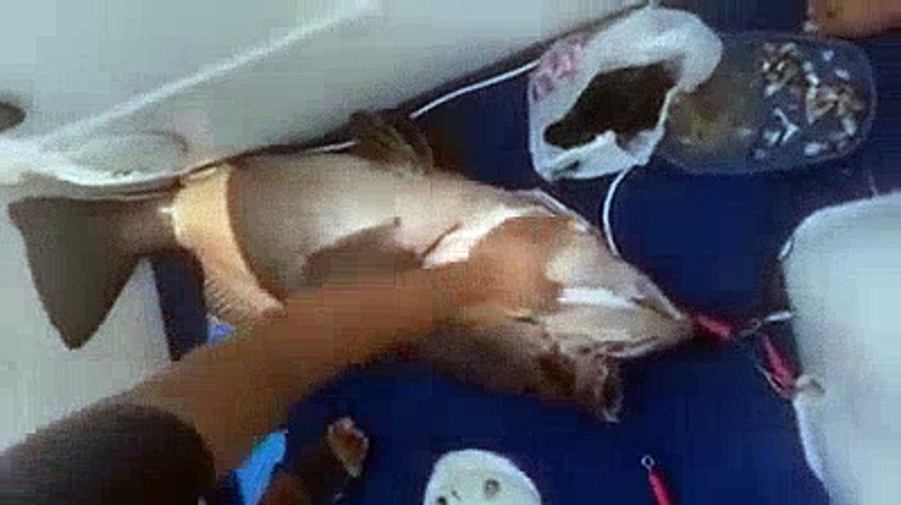 PERTLEK & KUZU AVI -  BORA BİÇER | Kalkan kardeşler jigging videoları