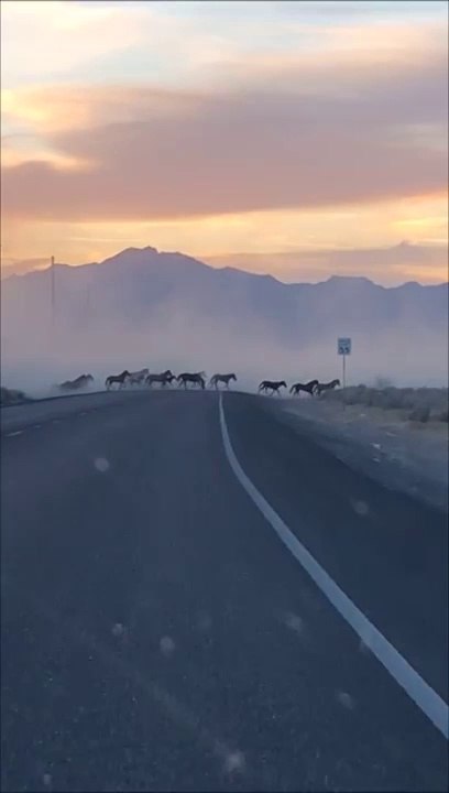 Il voit beaucoup de fumée au loin et se rend compte que c'est un troupeau de chevaux sauvages