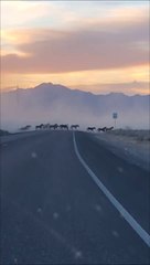 Il voit beaucoup de fumée au loin et se rend compte que c'est un troupeau de chevaux sauvages