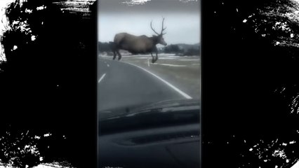 Leap of faith Deer jumps across road in front of car