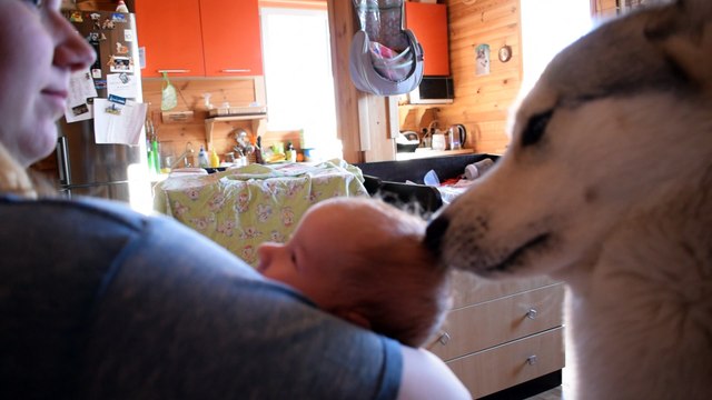 Husky helps with baby