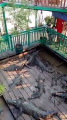 WoW my guests eat eat crocodiles in fresh water lake