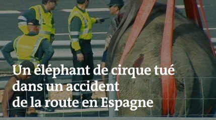En Espagne, un éléphant de cirque tué dans un accident de la route