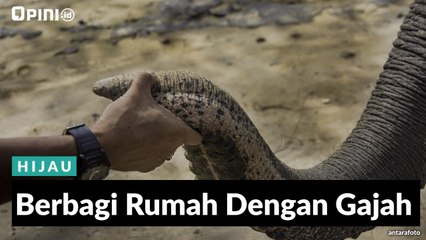 #1MENIT | Berbagi Rumah Dengan Gajah