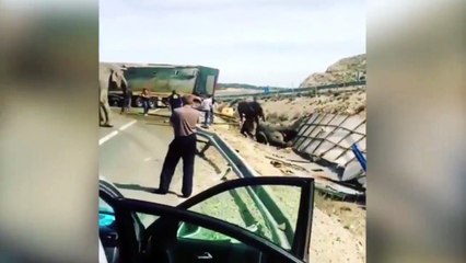 حادث مرورى ينهى حياة فيل ويصيب أربعة آخرون.. والسائق المتسبب بدون خدش