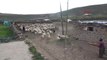 Tunceli'de 6 Bin Lira Maaşla Çalışacak Çoban Bulunamıyor
