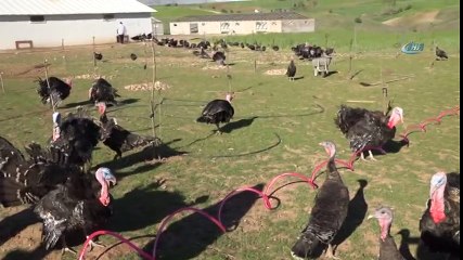 Kahta’da 'Genç Çiftçi Projesi' ile Organik Hindi Yetiştiriyor ng