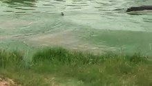 Impala in a Catch-22 Between Hippo and Wild Dog - Latest Sightings Pty Ltd