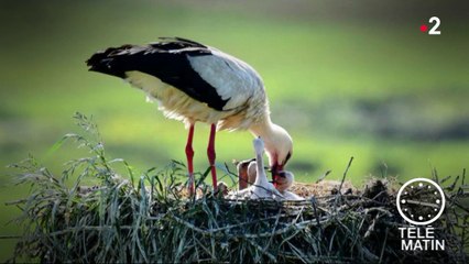 Faune - Les cigognes sont de retour