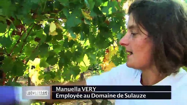 VUE D'ICI : Vue d'ici : Vendanges tardives et Joutes Provençales