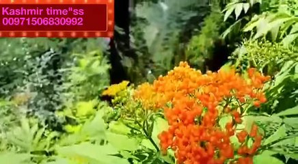 Khoobsorat Pahari geet (hindko ki pehchan)