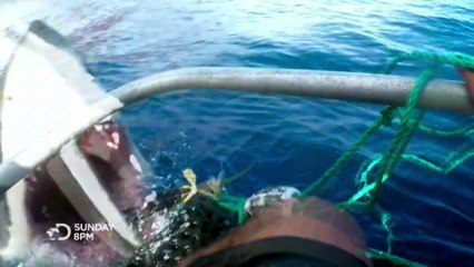 Discovery - Shark Week