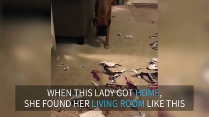 One destroyed living room and one guilty dog