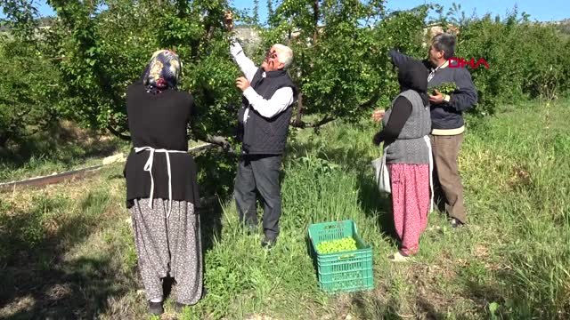 Mersin Açıkta Erik Çıktı, Kilosu 25 Liraya Düştü