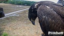 SWFL Eagles ~ E11 Photo Bombing & Selfies For Cam 4.2.18