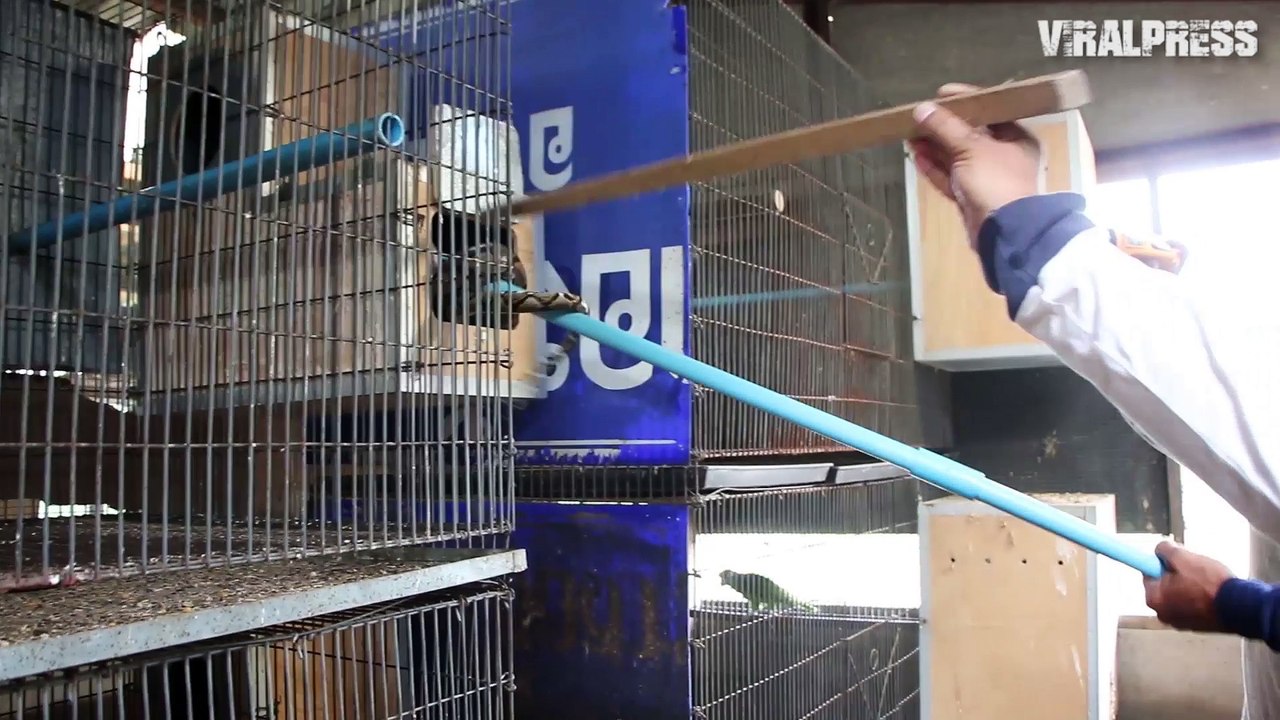 Python Eats One Parrot Kills Another