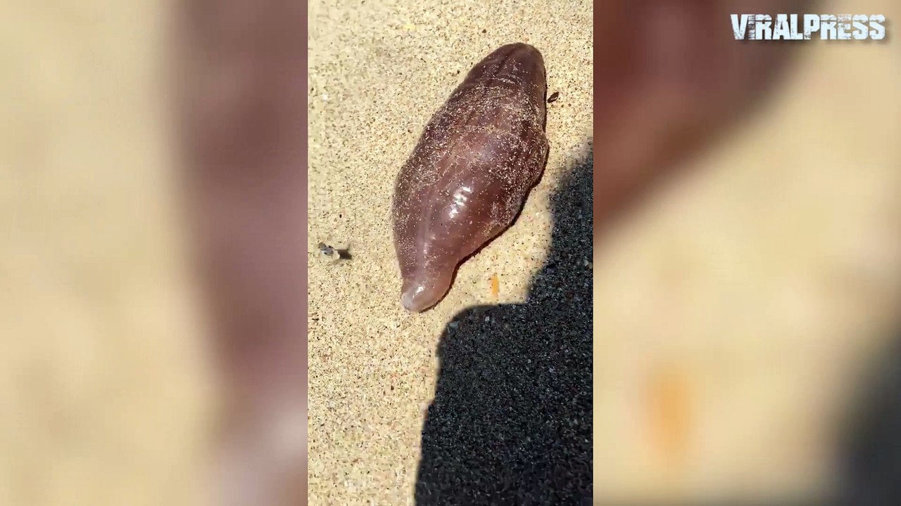 Mystery Sea Creature Washes Up On Beach