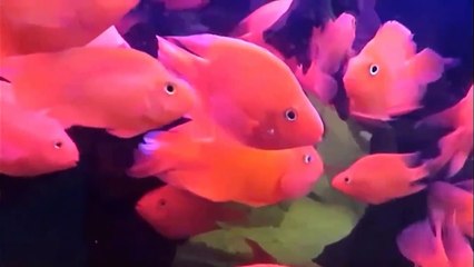Everything about Blood Parrot Cichlid - [Caring-Breeding-Feeding]