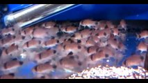 Everything about CatFish - [Types-Caring-Feeding]