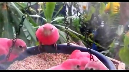 Everything about Bourke - Small Parakeets