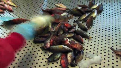 LA REVUE : La revue : Frédéric Matéo/1er Prud'homme de pêche de Martigues