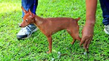 Dog Breeding Part 1 : Dog Breeding Business in the Philippines | Agribusiness Philippines
