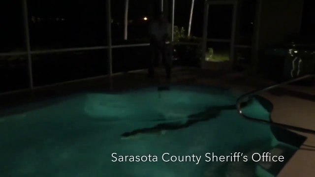 Regardez qui vient squatter leur piscine en pleine nuit...