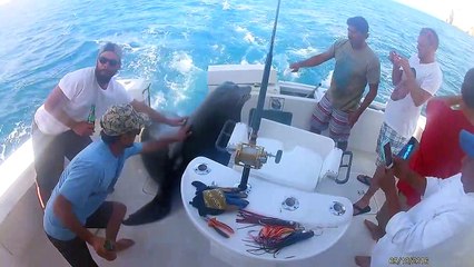 Quand un lion de mer vient squatter ton bateau