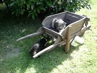 MOV07995 persans au jardin