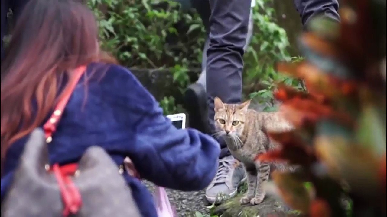 This Taiwanese village has more cats than people