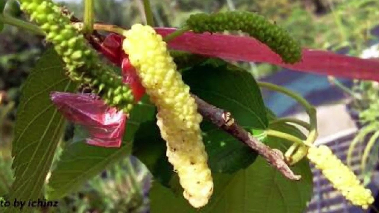 5 อันดับ ต้นหม่อน (Mulberry) ที่นิยมปลูกและขายในไทย