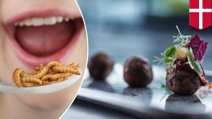 「イケア」が昆虫使用の新メニューを考案　昆虫ミートボールも - トモニュース