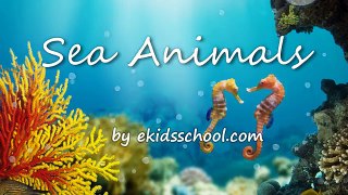 Learn Sea Animals Flashcards For Kids