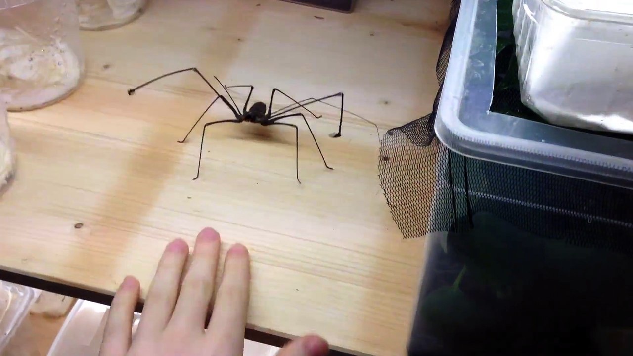 Euphrynichus amanica - Whipspider BITE ME !