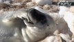 No molesten a estas pequeñas focas tomando el sol